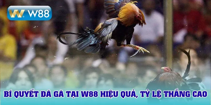 Bí quyết tham gia đá gà tại W88 hiệu quả, tỷ lệ thắng cao