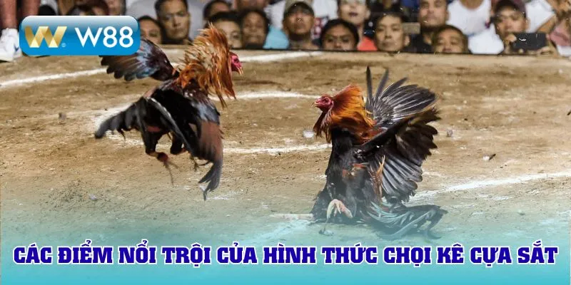 Các điểm nổi trội của hình thức chọi kê cựa sắt