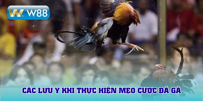 Các lưu ý khi thực hiện mẹo cược đá gà