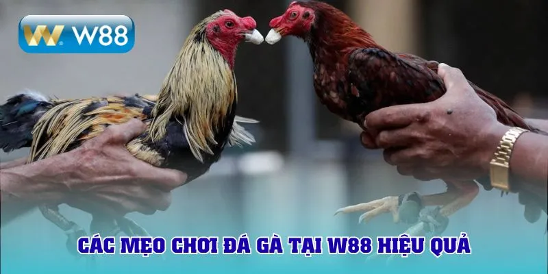 Các mẹo chơi đá gà tại W88 hiệu quả
