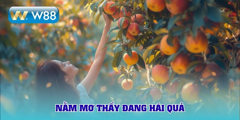 Chiêm bao đang hái quả 