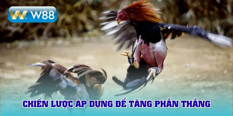 Chiến lược áp dụng để tăng phần thắng