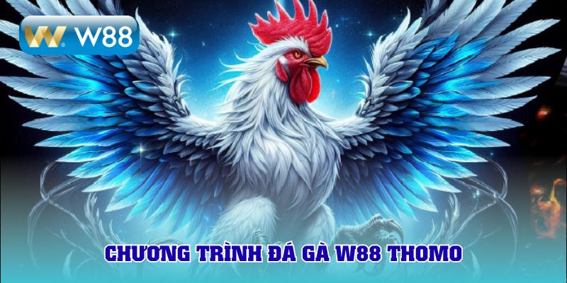 Chương trình đá gà W88 Thomo
