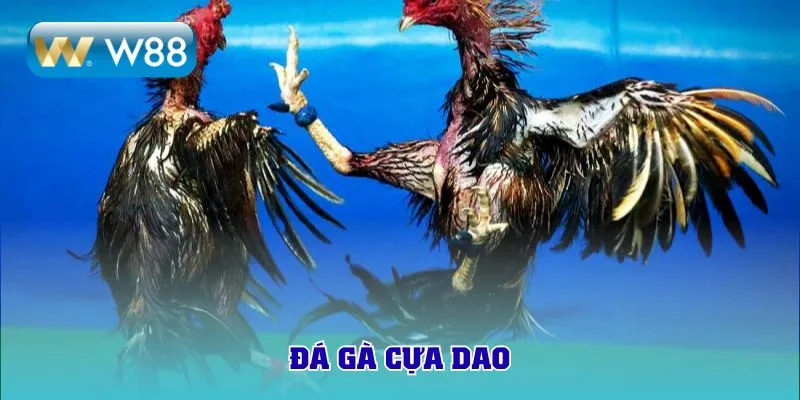 đá gà cựa dao