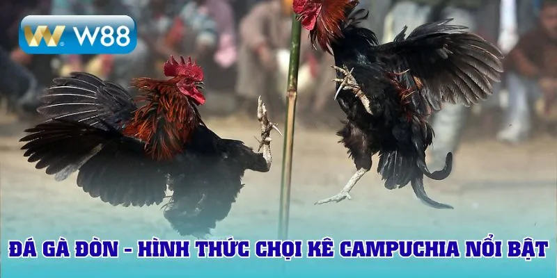 Đá gà đòn truyền thống - Hình thức chọi kê Campuchia nổi bật