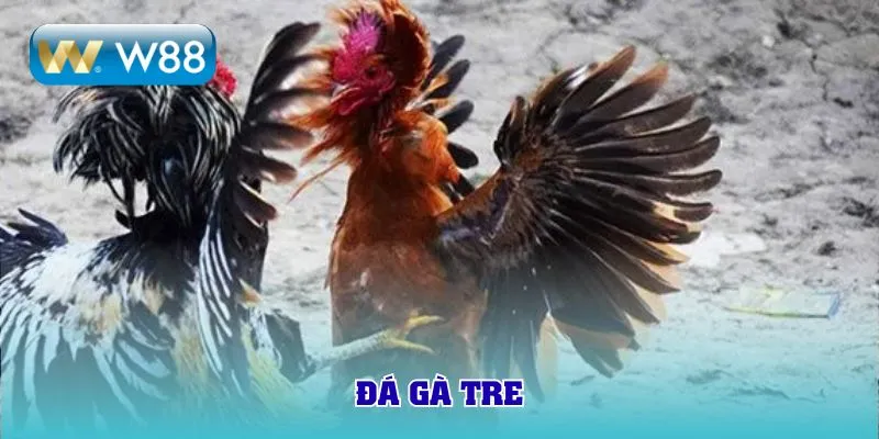 đá gà tre