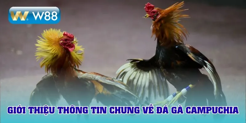 Giới thiệu thông tin chung về đá gà Campuchia