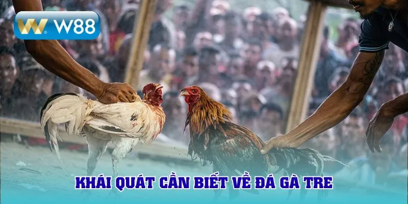 Khái quát cần biết về đá gà tre