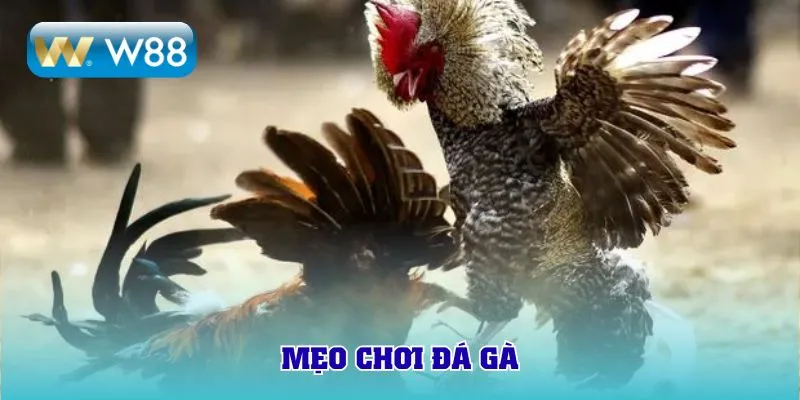 mẹo chơi đá gà