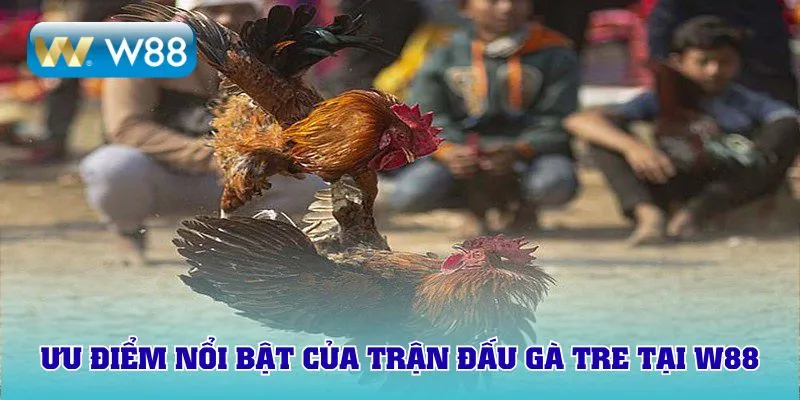 Ưu điểm nổi bật của trận đấu gà tre tại W88