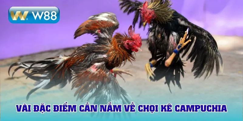 Vài đặc điểm cần nắm về chọi kê Campuchia