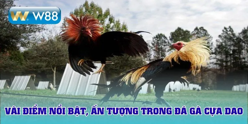 Vài điểm nổi bật, ấn tượng trong đá gà cựa dao