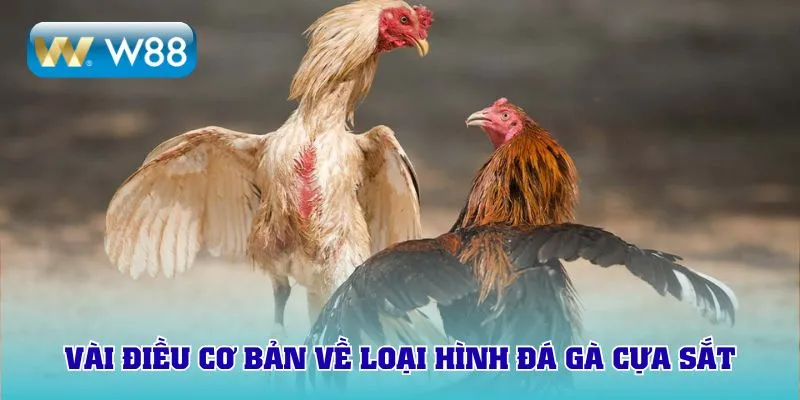 Vài điều cơ bản về loại hình đá gà cựa sắt