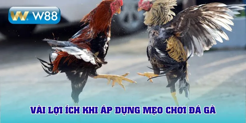 Vài lợi ích khi áp dụng mẹo chơi đá gà